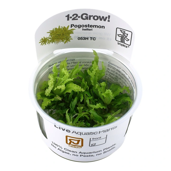 Tropica Pogostemon Helferi 1-2-GROW